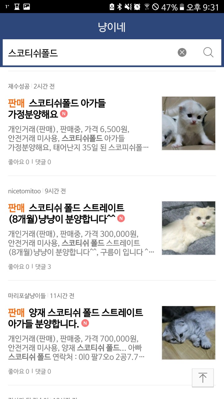 품종묘 교배.분양하는 네이버카페(냥이네) | 인스티즈