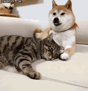 보기만 해도 행복한 댕댕이♥냥이 조합 | 인스티즈