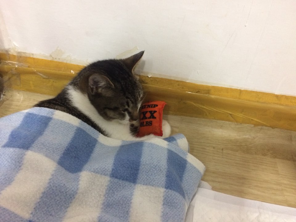 박스안에서 버려진채 떨고있던 고양이 쿠키를 도와주세요! +따뜻한 가족이되어줄 입양처를 찾습니다! | 인스티즈