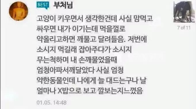 강아지 키우는 사람 vs 고양이 키우는 사람 | 인스티즈