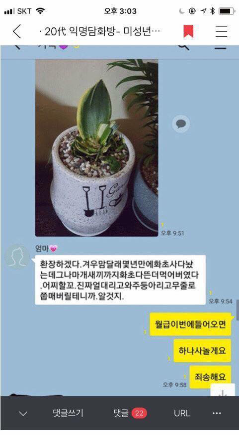 댕댕이가 어머님이 키우시는 산세베리아 뜯어먹음 | 인스티즈