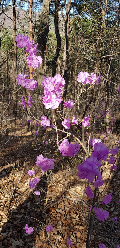 동산장 이미지