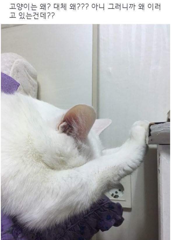 인간 따위가 이해할수없는 고양이 세계.jpg | 인스티즈