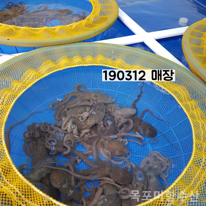홍어랑 낙지랑 이미지