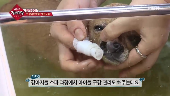 강아지 아로마테라피.jpg | 인스티즈