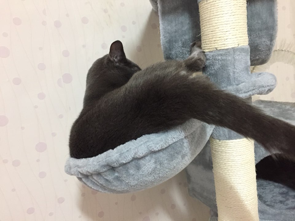 우리집 고양이가 캣타워를 잘 이용 안 하는 이유.... | 인스티즈
