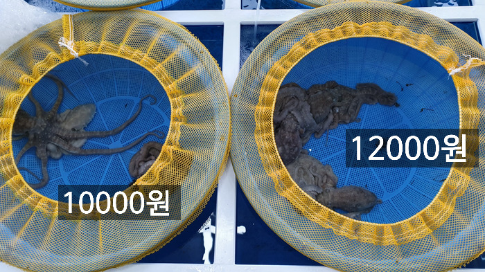 목포뻘낙지 이미지