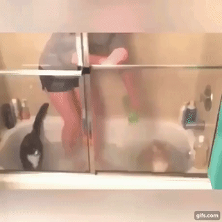 목욕하기 싫은 고양이.gif | 인스티즈