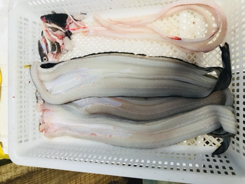 바다장어 이미지