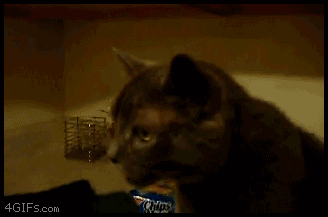 어이없어서 피식하게되는 개고양이들.gif | 인스티즈