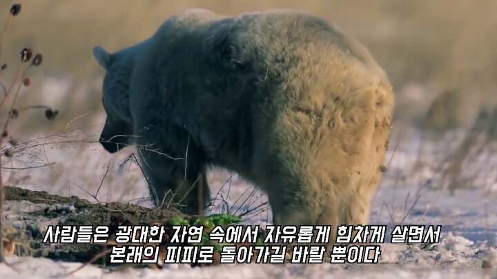 30년간 학대받은 곰 자연으로 돌아간 후 놀라운 변화 | 인스티즈