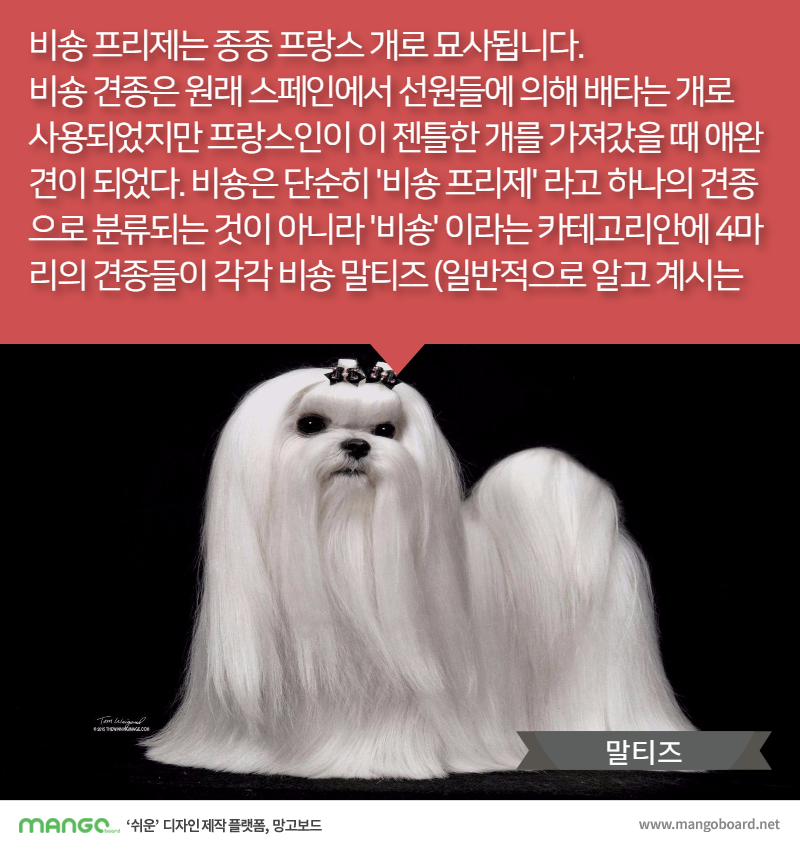 [견종정보] 비숑 프리제 이야기 | 인스티즈