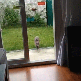 바보 냥청이들.gif | 인스티즈