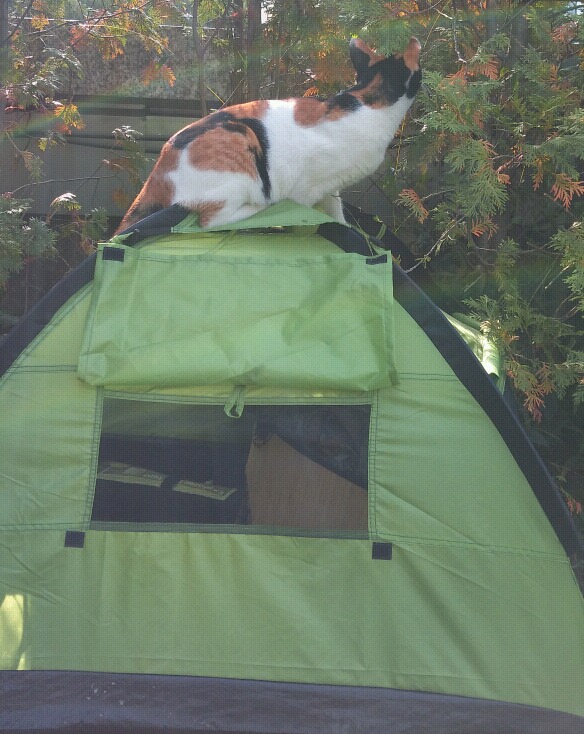 길냥이 추적 프로젝트 6편- 예삐의 사생활 ver3.1 | 인스티즈