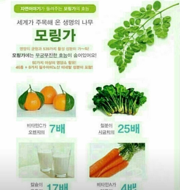 코코네 이미지