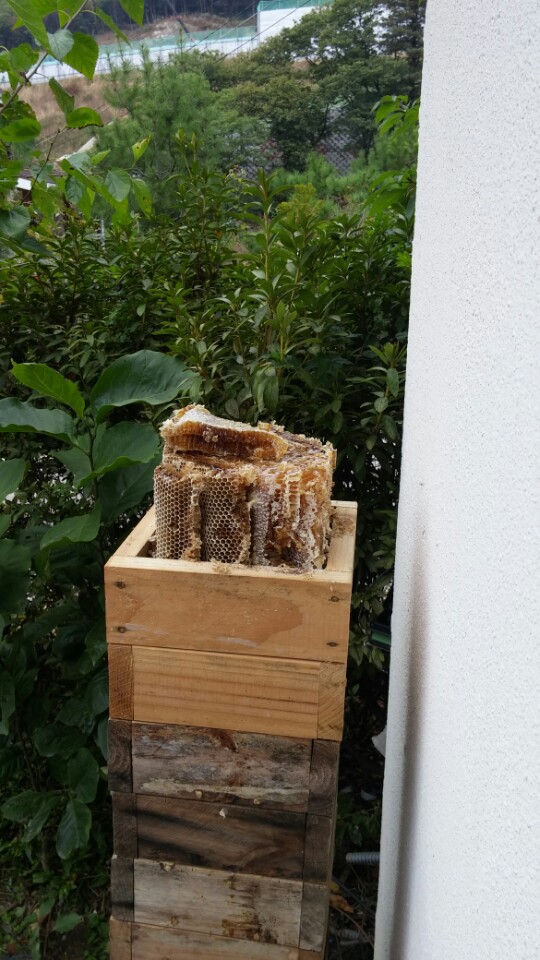 풍밀 이미지