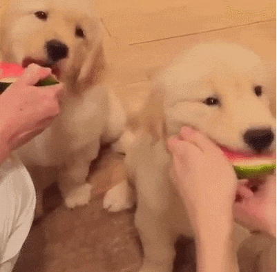 남의 떡이 더 커 보인다.gif | 인스티즈