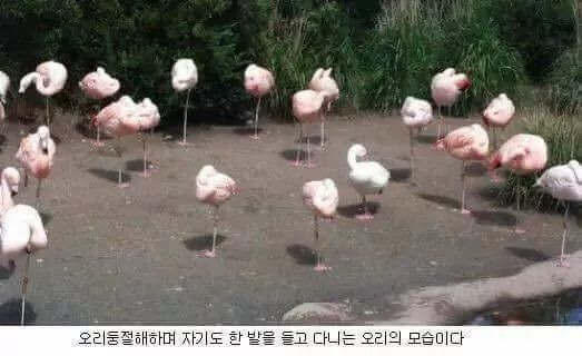 오 여긴 이게 규칙이야?.jpg | 인스티즈