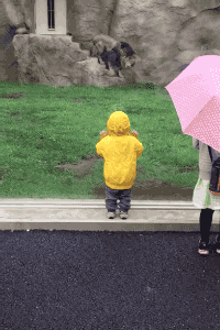 맹수에게 등을 보이면 안되는이유.GIF | 인스티즈