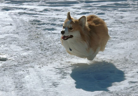 귀여운 댕댕이 사진모음 | 인스티즈