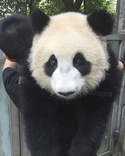 판다곰 이미지