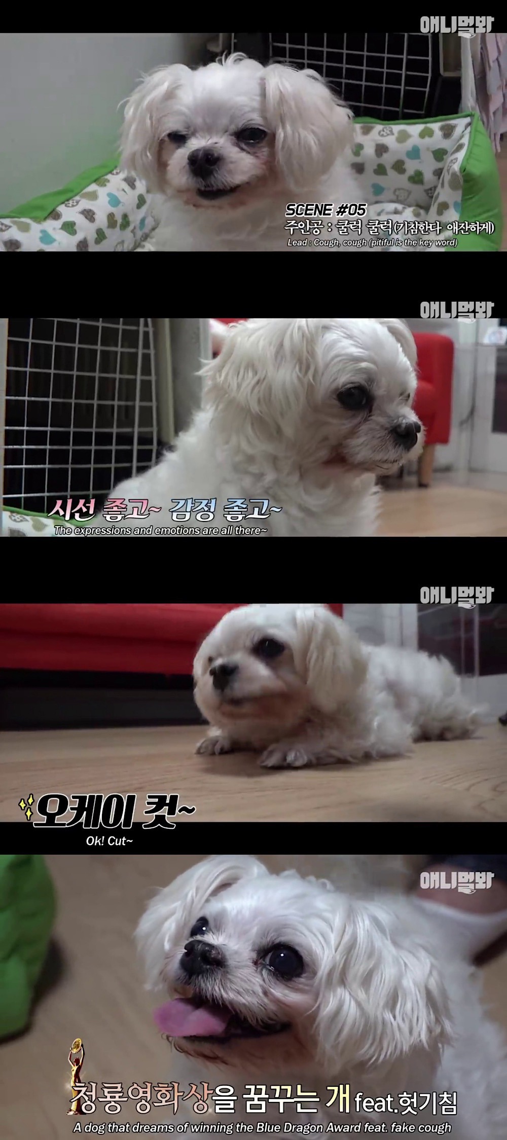 기침이 멎지 않는 개 다롱이 | 인스티즈