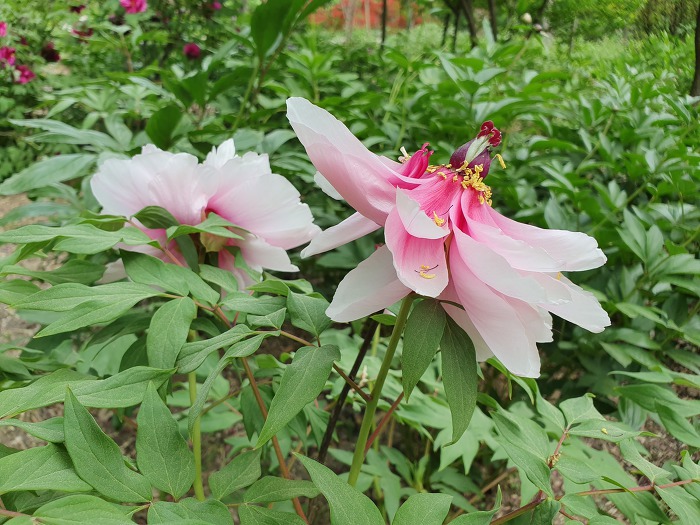 99D2CA355CD8BE290E77F2