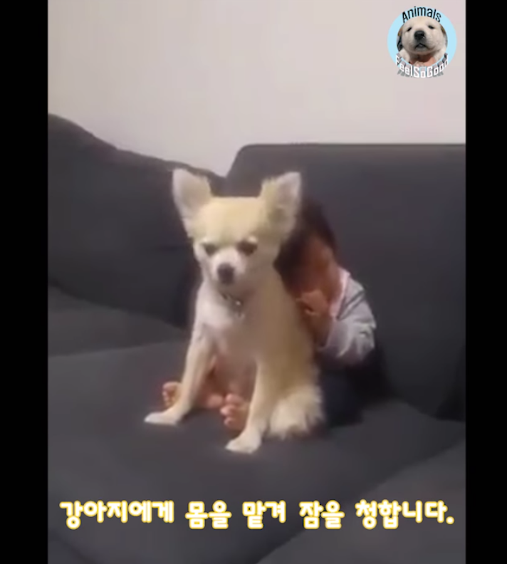 소파에서 위태롭게 졸던 아기를 본 강아지의 행동 | 인스티즈