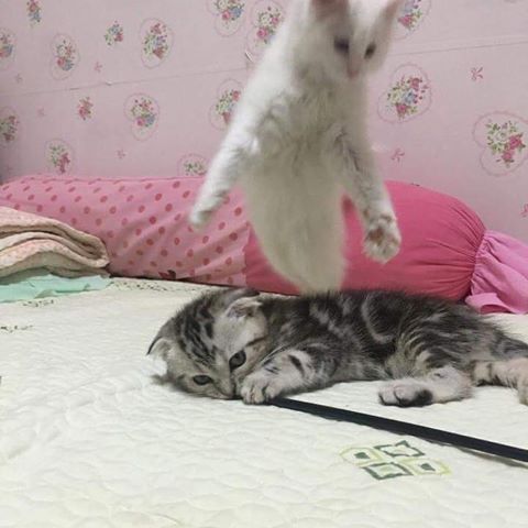 고양이 집사 사진 찍을때 공감 | 인스티즈