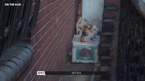 망원동 고양이 밥을 책임지고 있는 아이돌 | 인스티즈