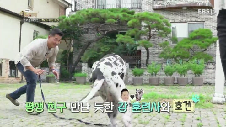 사람인척 하는 강아지 VS 강아지인척 하는 사람 | 인스티즈