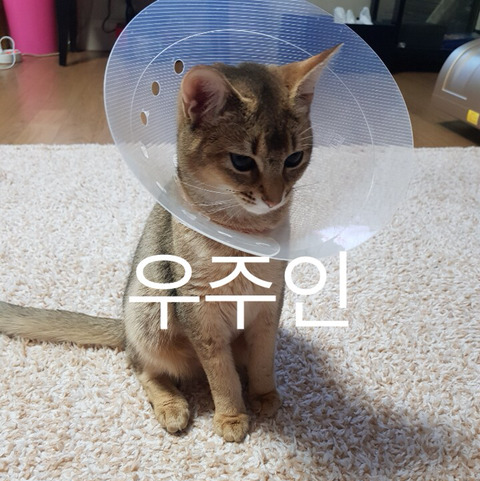 헐 이미지
