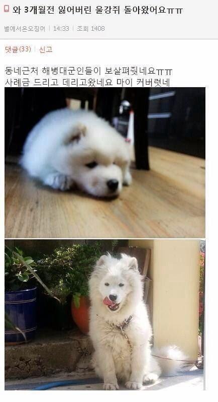 해병대 다녀온 강아지.JPG | 인스티즈