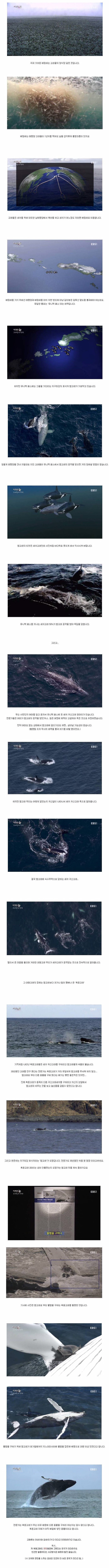범고래의 유일한 대항마.jpg | 인스티즈