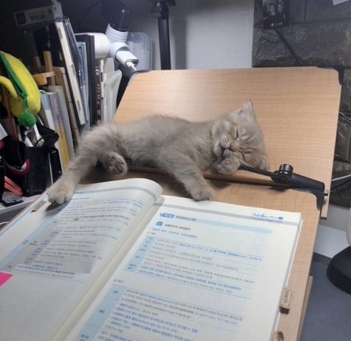 공시생 공부 방해하는 못된 고양이...jpg | 인스티즈