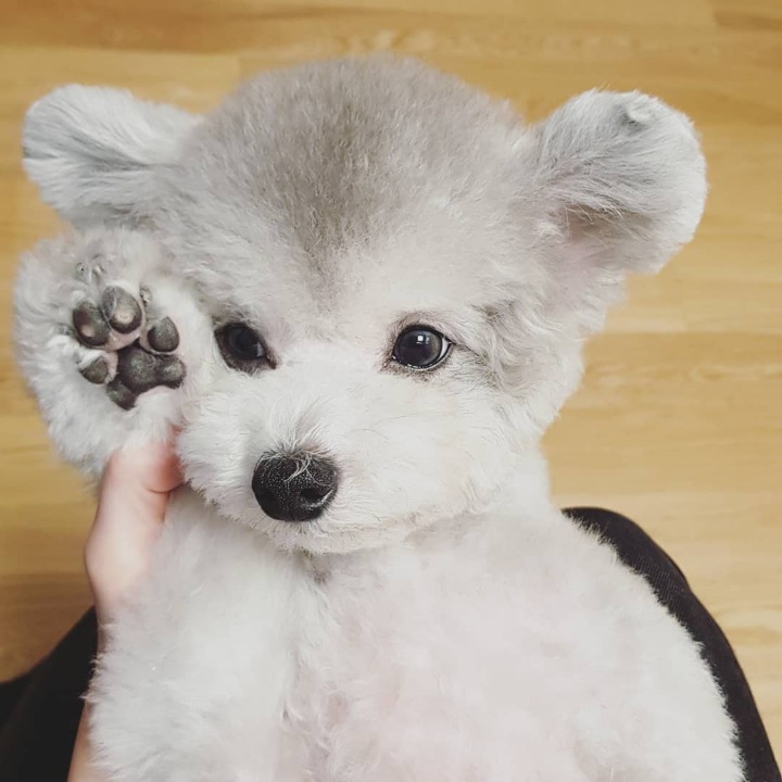 걸스데이 유라가 키우는 강아지 칸쵸..jpgif | 인스티즈