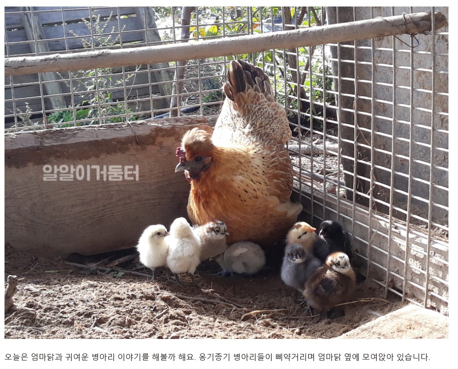 엄마닭 이미지