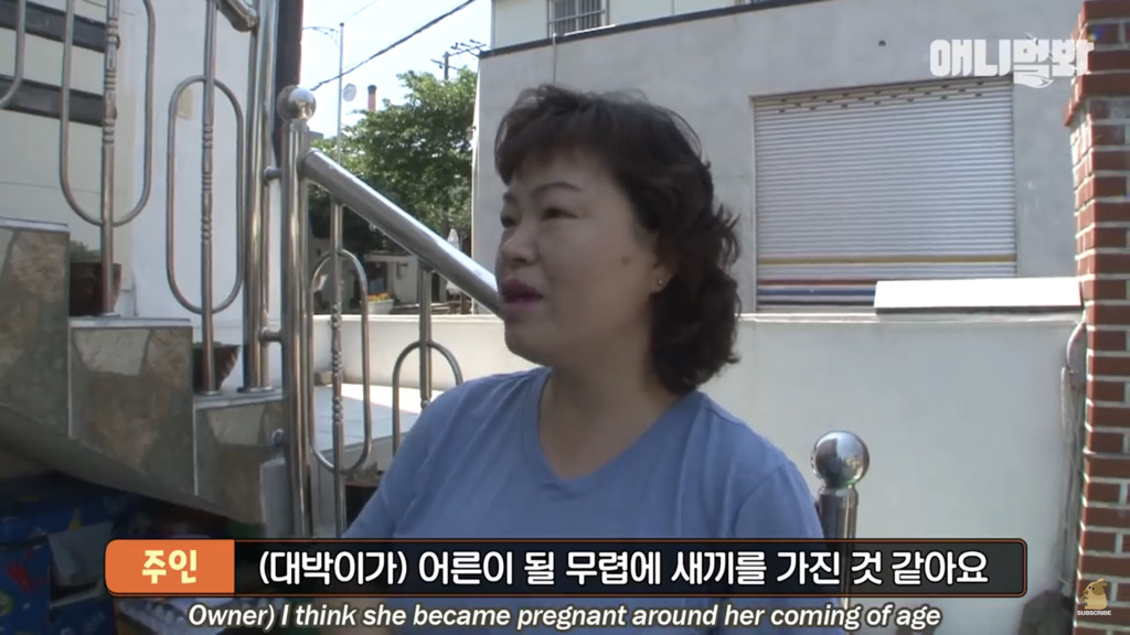 아기 고양이를 능숙하게 키우는 강아지의 사연은? | 인스티즈