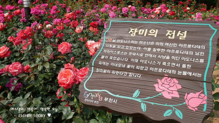 장미매점 이미지
